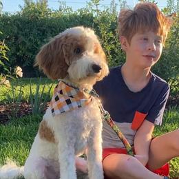 Nemo - Goldendoodle