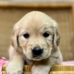 Miss Pink - Golden female Golden Retriever puppy in Tonasket, Washington from Denzil’s Goldens