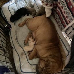 Chinese Shar-Pei Puppies from Dragons Shar-Pei