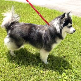 Juliet - Pomsky