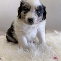 Jacko - Blue merle male Australian Shepherd puppy in Harrah, Oklahoma from Kamm's Aussies