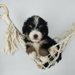 Bandit - Tri-color male Bernedoodle puppy in Alpharetta, Georgia from Doodles of Buckhead