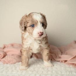 Sparkler - Red merle female Aussiedoodle puppy in Lincoln, California from Frenchie LOVE and Doodles