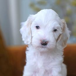 Miss Pink - Parti female Goldendoodle puppy in Saratoga Springs, Utah from Serene Canyon Doodles