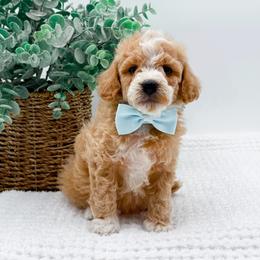 Toby - Apricot male Goldendoodle puppy in North Carolina from NC Doodle Puppies