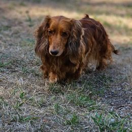Sadie Mae - Red female Dachshund puppy in Woodland, Washington from SJs Dachshunds