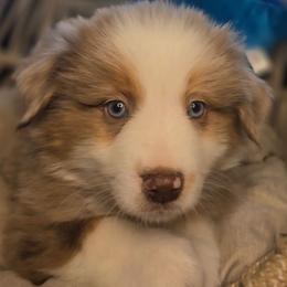 Max - Red merle male Miniature Australian Shepherd puppy in Lincoln, California from Elegant Aussies