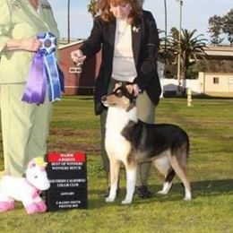 Annie - Collie