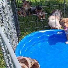 "Lion King Litter" Australian Shepherd Puppies from J&J Kennel