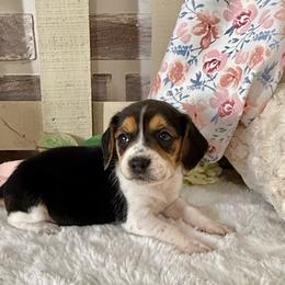 Lilly Anne - Black white and tan female Beagle puppy in West Plains, Missouri from Puppiesulove