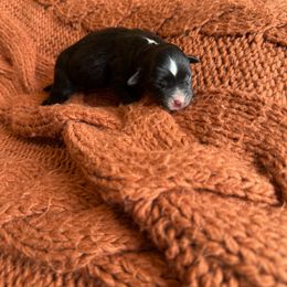 Black Tri Female - Black tri female Miniature Australian Shepherd puppy in Washington, Indiana from Southern Indiana Mini Aussies