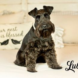 Lula - Miniature Schnauzer
