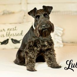 Lula - Miniature Schnauzer