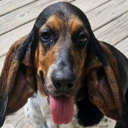 Willow - Basset Hound