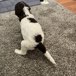 Aussiedoodle and Poodle Puppies from Covington Acres