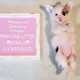 American Corgi and Pembroke Welsh Corgi Puppies from Whimsical Treasure Corgis
