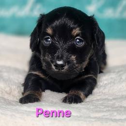 Penne - Black and tan female Dachshund puppy in Mount Sherman, Kentucky from Kaleidoscope Dachshunds and Whippets