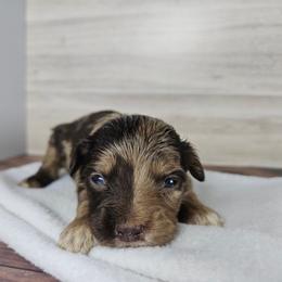 Denali - Brown merle female Aussiedoodle puppy in Doerun, Georgia from Twig & Tail Puppies