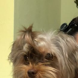 Izabella🤎 - Yorkshire Terrier