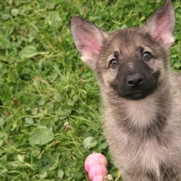Shiloh Shepherd Puppies from Solace Shilohs