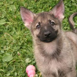 Shiloh Shepherd Puppies from Solace Shilohs