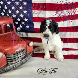 Mai Tai - Black and white male Cockapoo puppy in Mancelona, Michigan from Lavender poodles & doodles