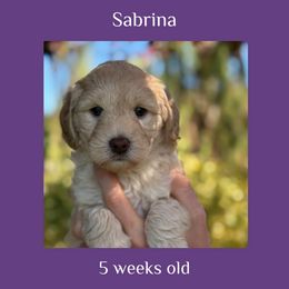 Sabrina - purple collar - Caramel female Labradoodle puppy in Beavercreek, Oregon from Auburn Sky Labradoodles
