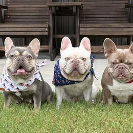French Bulldogs from Beason’s HomeGrown Frenchies