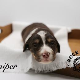 Juniper - Tri-color female Bernedoodle puppy in Edmond, Oklahoma from Rock N Roll Doodles