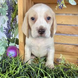 Sunny - Lemon and white male Beagle puppy in Katy, Texas from Houston’s Howlin’ Hounds