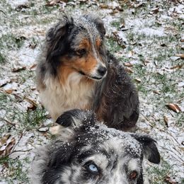 Australian Shepherds from Log Cabin Aussies