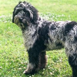 Zoe - Goldendoodle