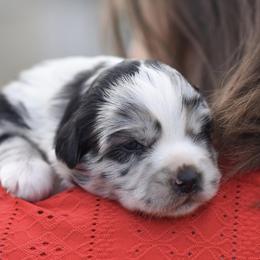 Juliet - Blue merle female Miniature Australian Shepherd puppy in White Oak, Texas from Triple Lake Ranch Miniature Australian Shepherds