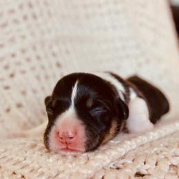 Salem - Black and tan male Pembroke Welsh Corgi puppy in La Porte City, Iowa from Cedar River Corgis