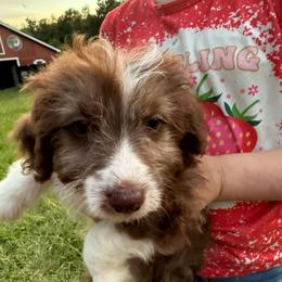 Virginia - Brown and white female Aussiedoodle puppy in Four Oaks, North Carolina from RoseWest Farms