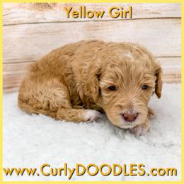 Yellow Girl - Apricot female Goldendoodle puppy in Taneytown, Maryland from Curlydoodles