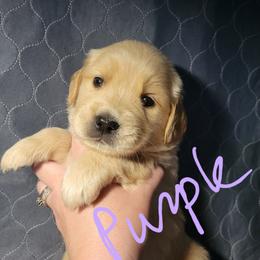 Lavendar collar - Light golden female Golden Retriever puppy in Brush Prairie, Washington from Paradise Peaks