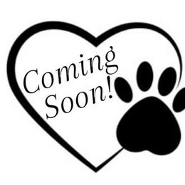 Jingle - Brown and white male Portuguese Water Dog puppy in Brookville, Ohio from Cornerstones Porties