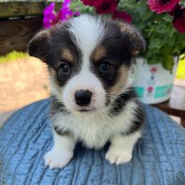 Gorgeous Boy - Black and tan male Pembroke Welsh Corgi puppy in Blaine, Tennessee from Rose Brier Pembroke Welsh Corgis