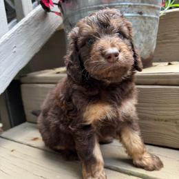 Buoy - Phantom male Goldendoodle puppy in Charlotte, North Carolina from Hopeful Heart Doodles