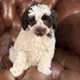 Tinkerbell - Chocolate female Australian Labradoodle puppy in Decatur, Alabama from Southern Meadows Doodles