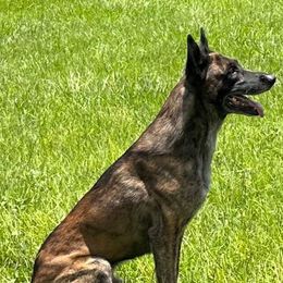 Jakson - Dutch Shepherd