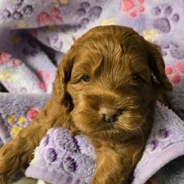 Flynn - Red male Cockapoo puppy in Conklin, Michigan from Lake Michigan Couture Cavapoos & Cockapoos