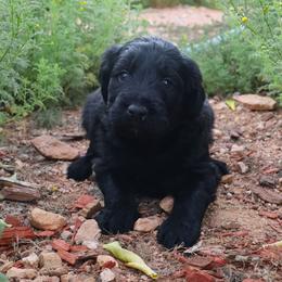 Ember - Black female Labradoodle puppy in Apache Junction, Arizona from Loving Doodle