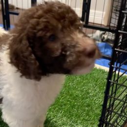 Poodles from Allie Cat’s K9s