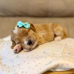 Mint Collar CAYENNE - Apricot female Goldendoodle puppy in Salem, Utah from Aspen Doodles Utah