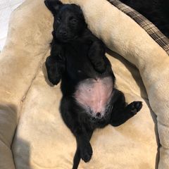Flat-Coated Retriever Puppies from Beacon's Flat-Coated Retrievers