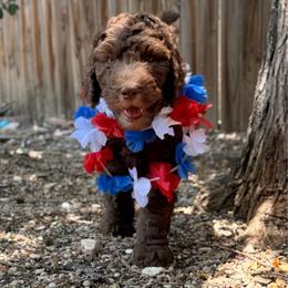Lexus - Chocolate female Goldendoodle puppy in Arlington, Texas from Chambers Doodle Patch