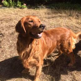 Golden Retrievers from Artondale Golden Retrievers