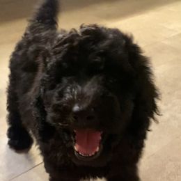 Poodle Puppies from Purple Heart Canines